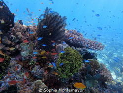 it was a beautiful day and an even more beautiful dive! I... by Sophia Montemayor 